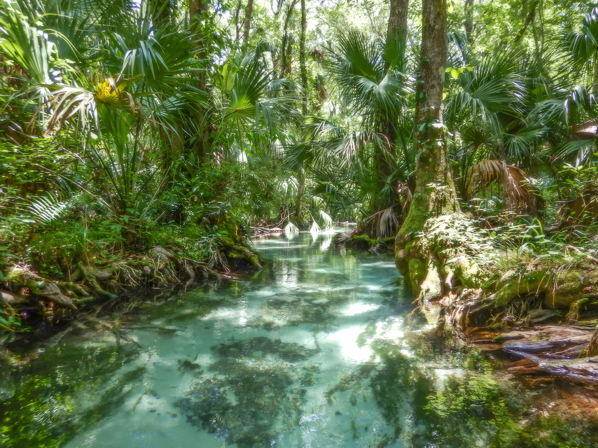 Indian Creek | Florida Paddle Notes