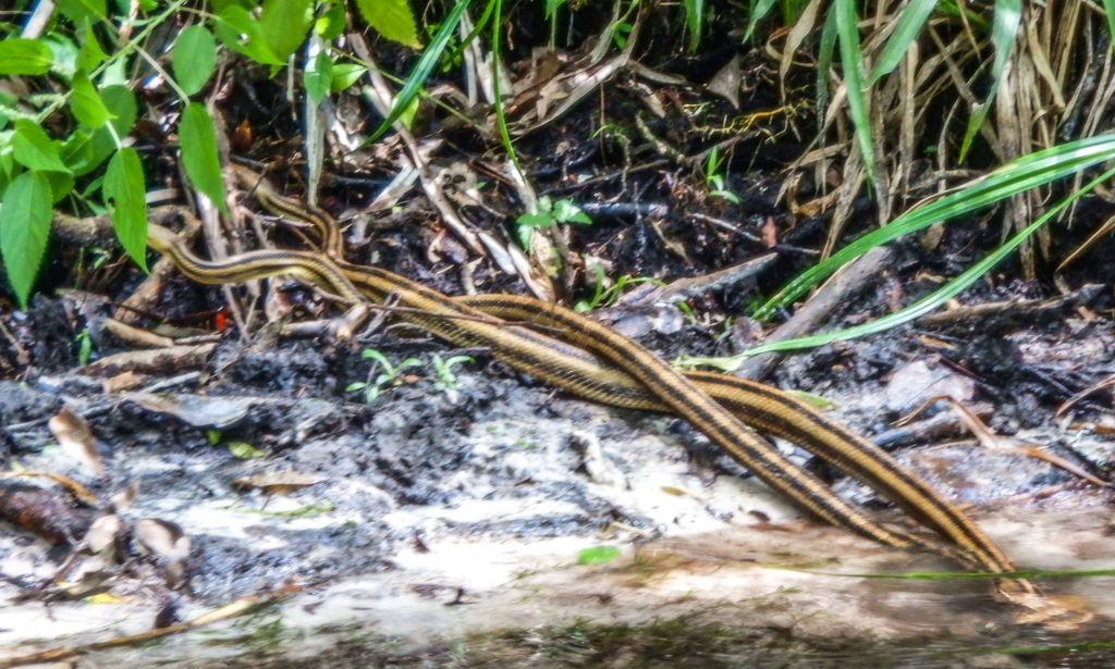 Mating Snakes - Indian Creek