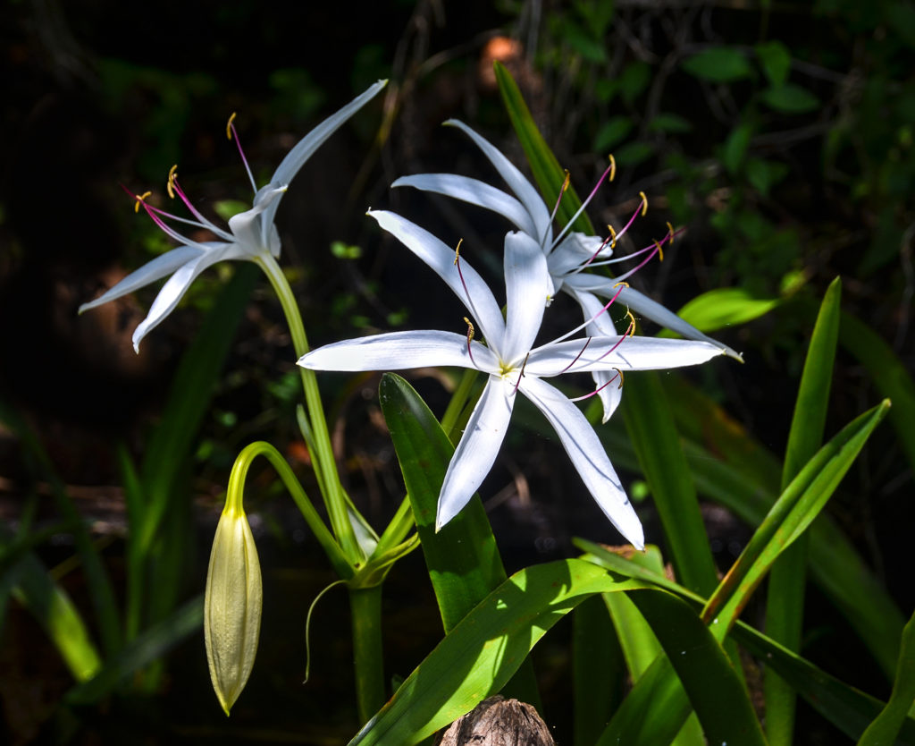 Swamp Lily – Crinum americanum – Bear Creek | Florida Paddle Notes