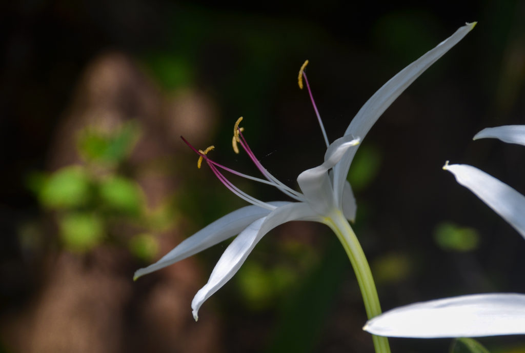 Swamp Lily profile - Bear Creek