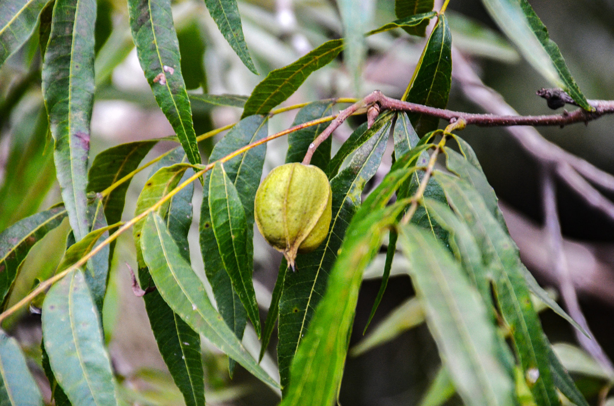 Arizona Walnut ? | Florida Paddle Notes