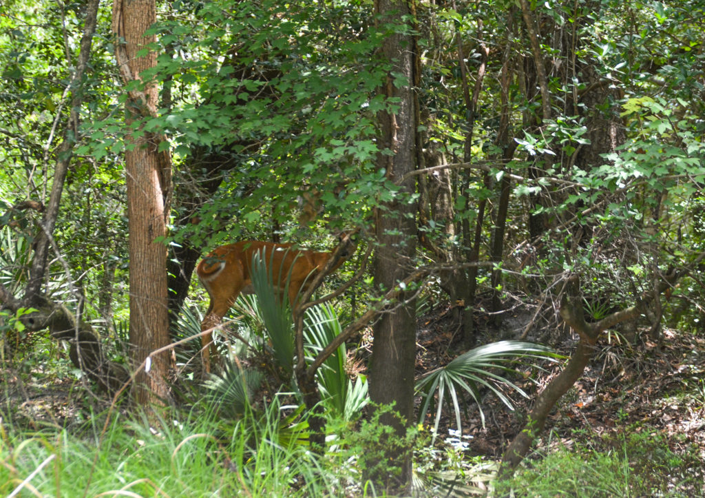 Deer watches from the bank