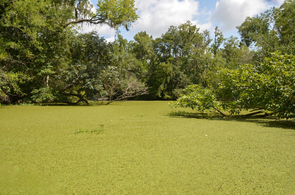 Duckweed - Deep Creek