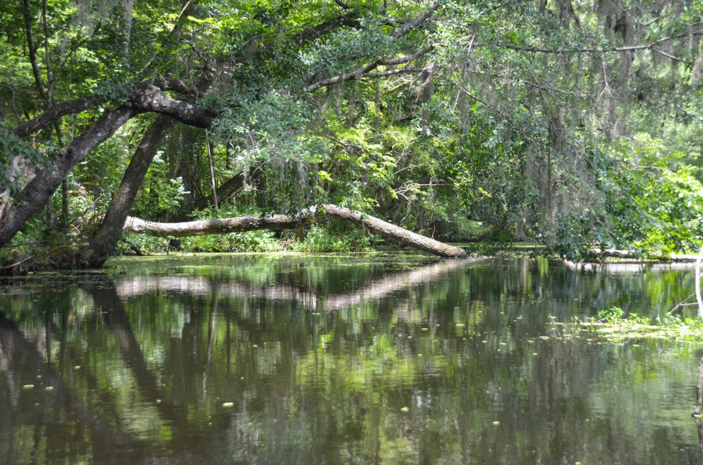 Fallen Tree - Deep Creek