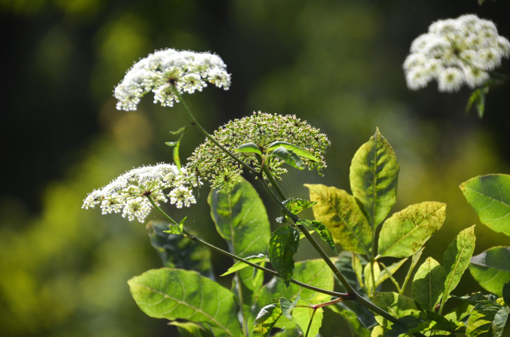 Hemlock Clusters - Deep Creek