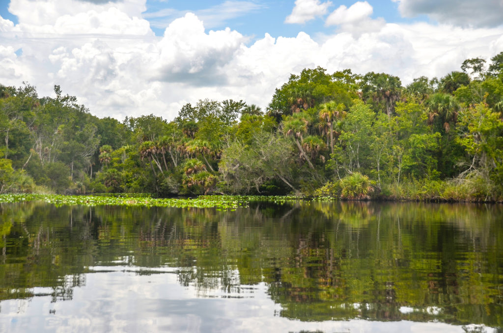 Juniper Creek Landscape