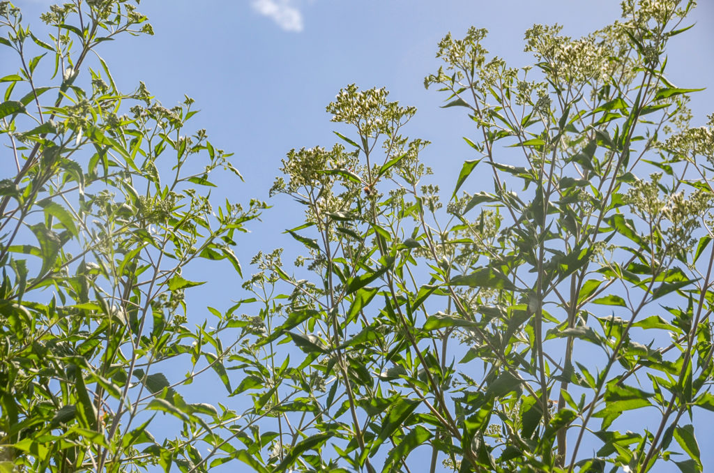 Late Boneset - Eupatorium serotinum