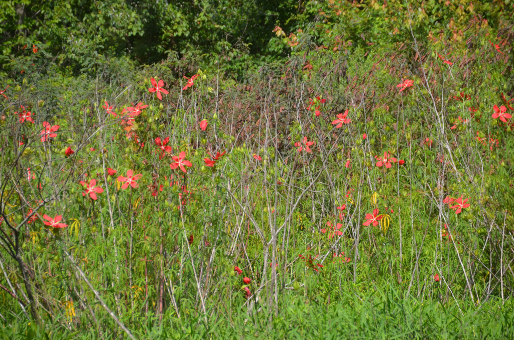 Numerous Scarlet Rose Mallows at the launch