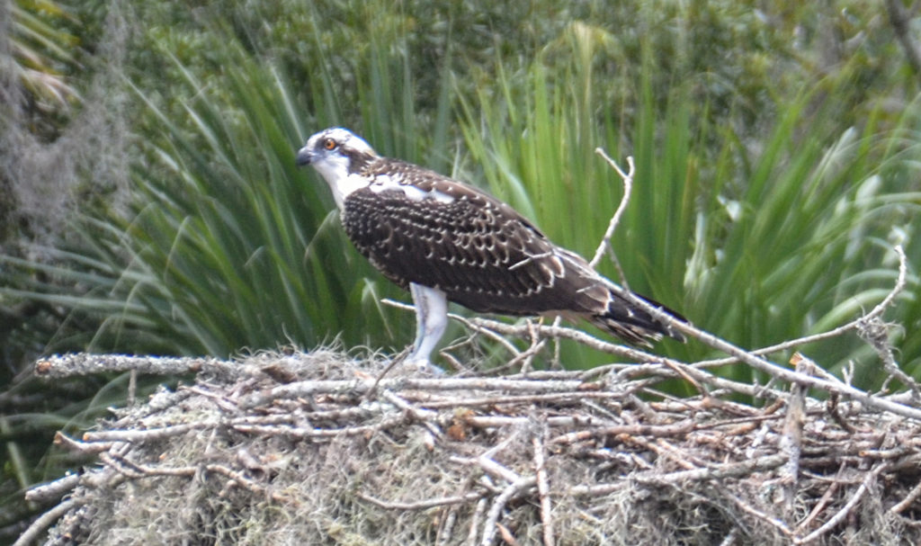 Osprey Perched at Nest