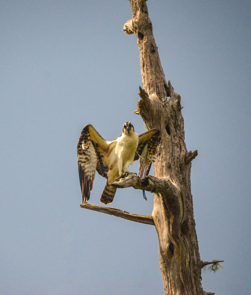 Osprey on Perch