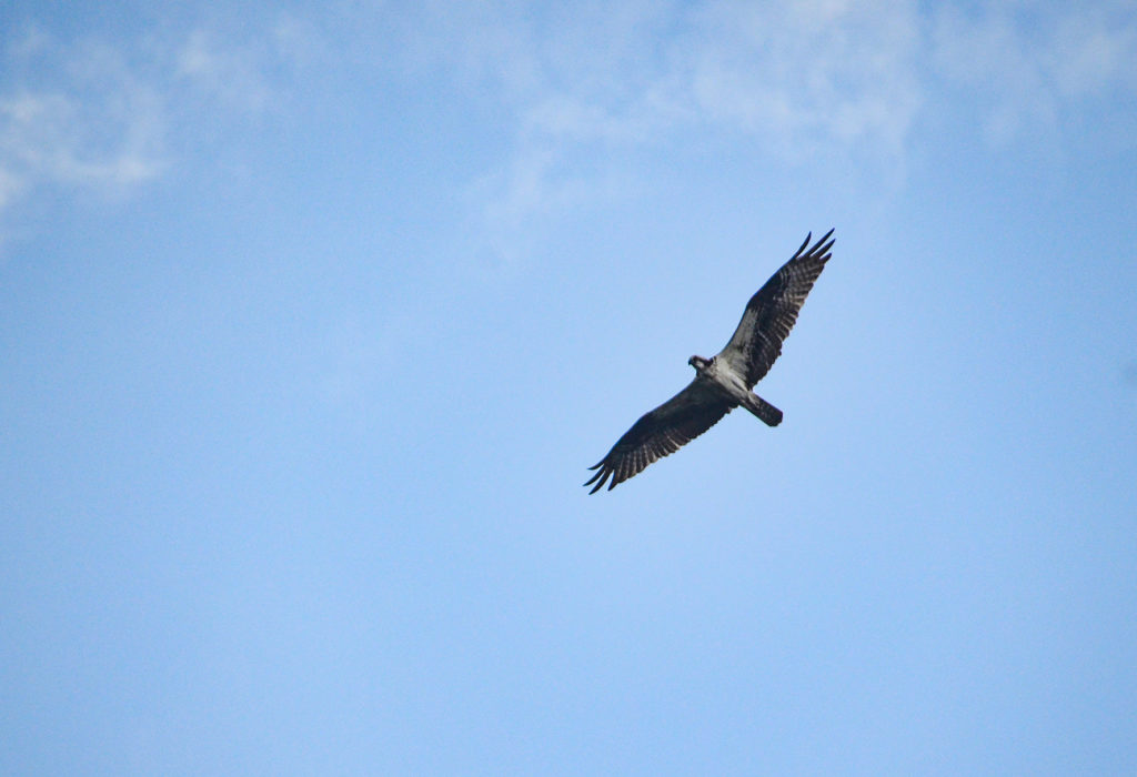 Osprey over Deep Creek