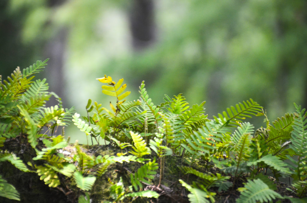 Resurrection Fern - Deep Creek