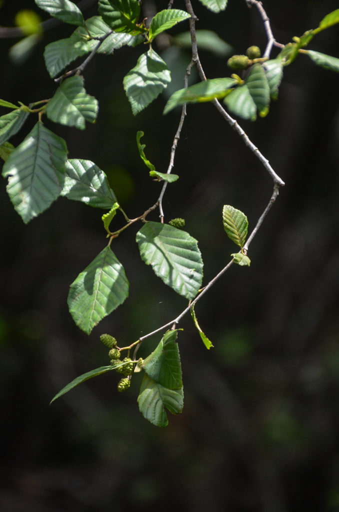 River Birch - Betula Nigra - North Fork Black Creek