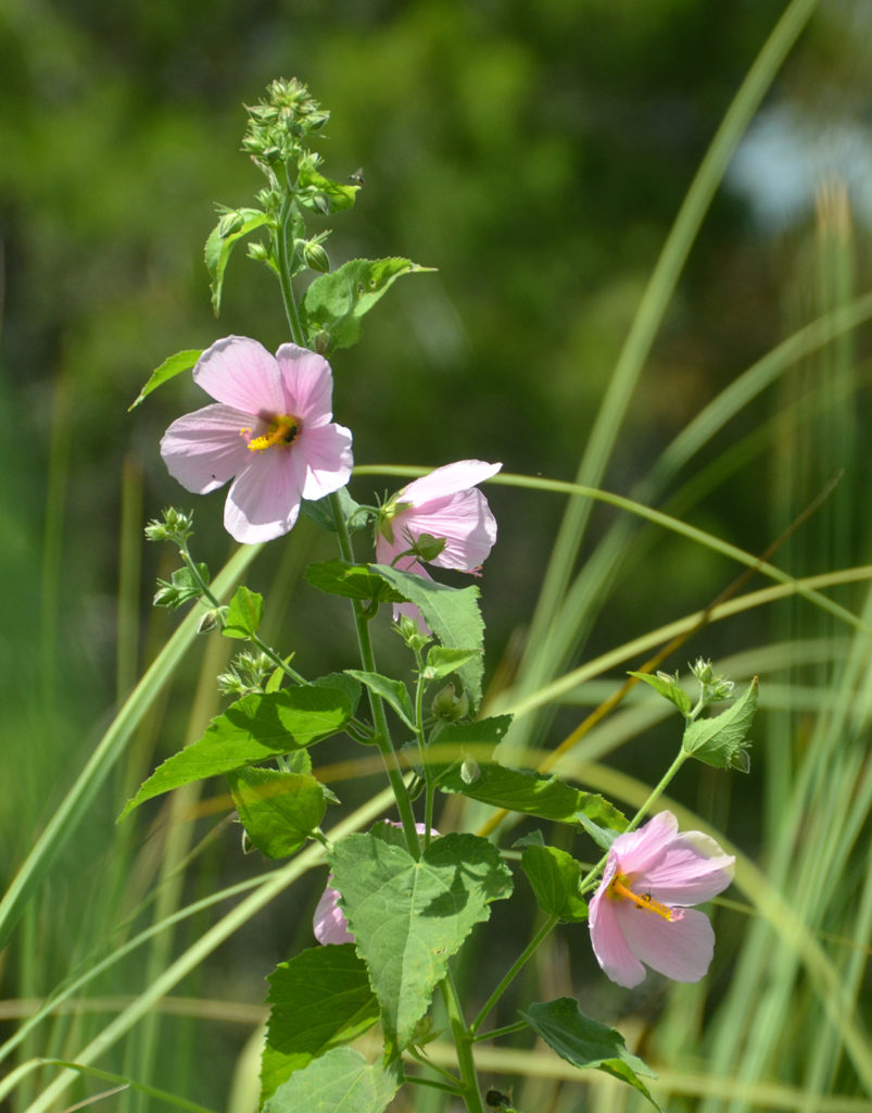 Salt Marsh Mallow