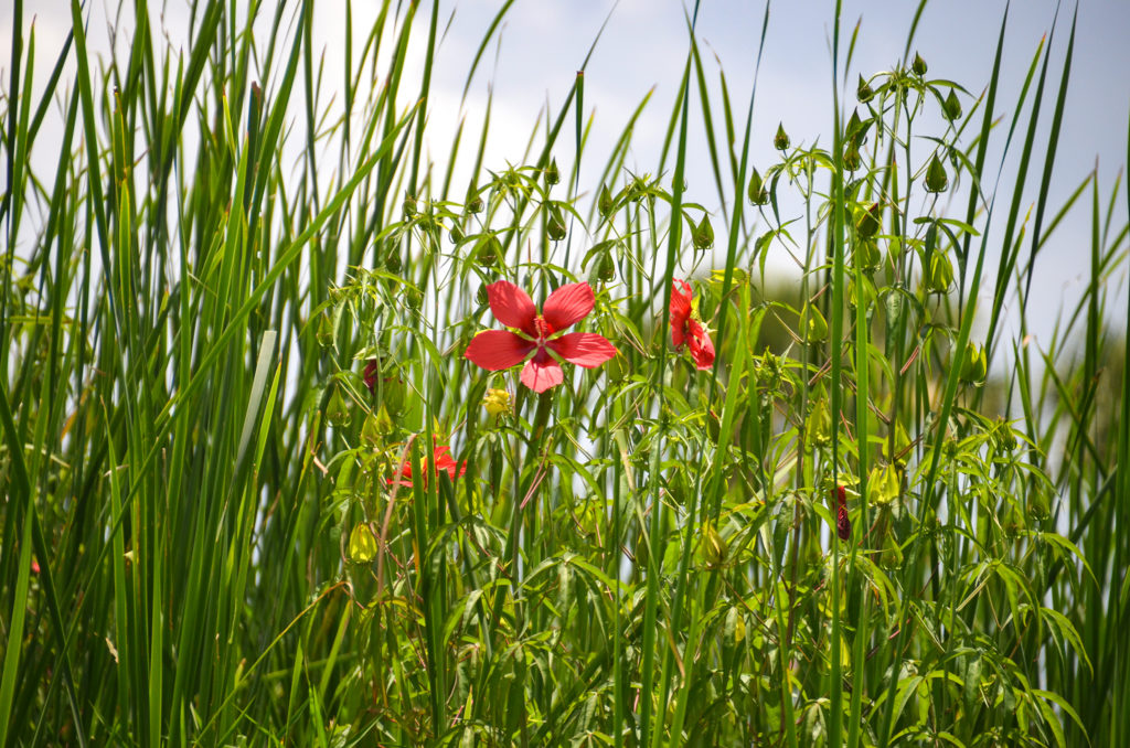 Scarlet Rose Mallow - Deep Creek