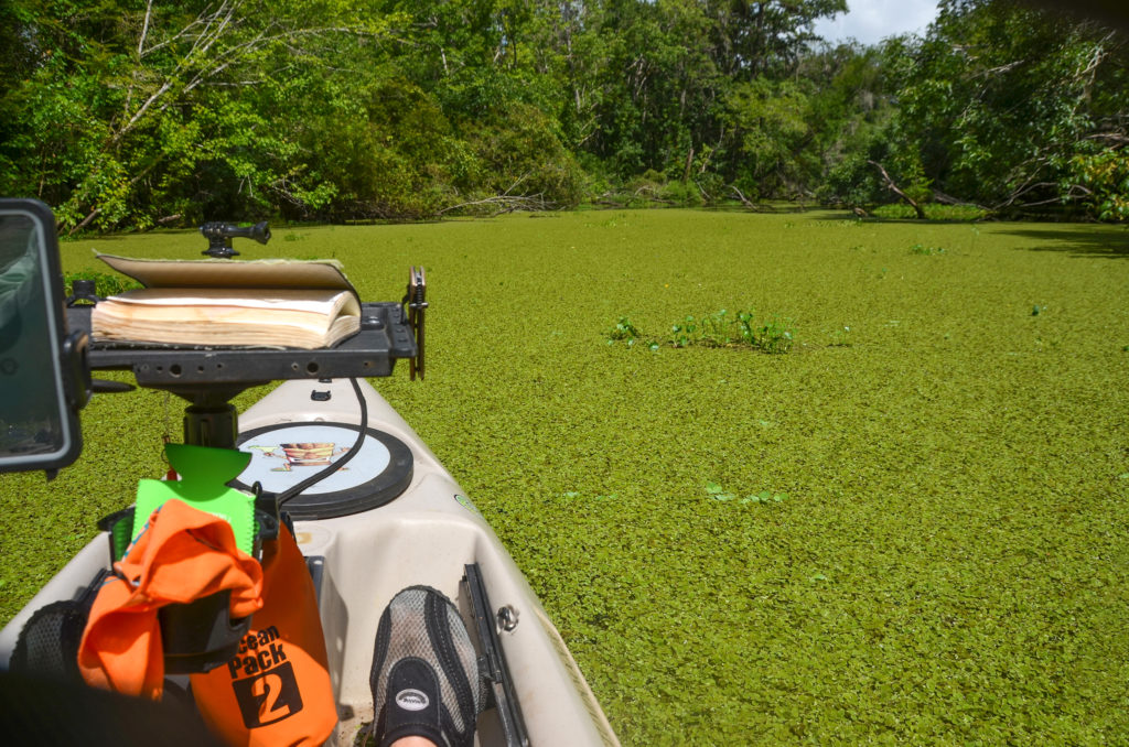 Sea of Duckweed - Deep Creek