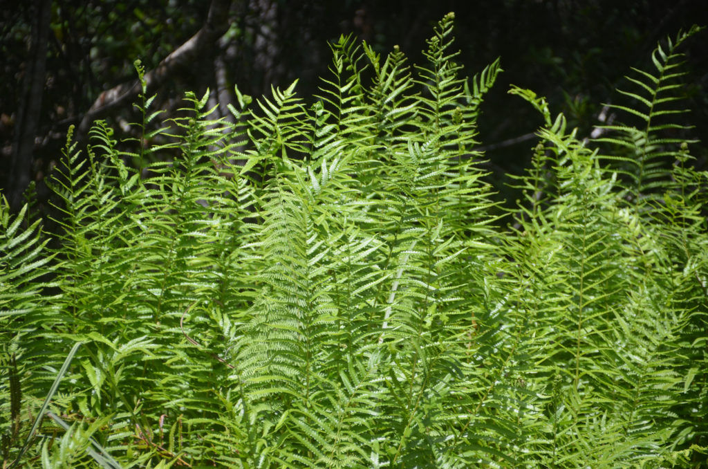 Southern Shield Ferns - Lower Juniper Creek