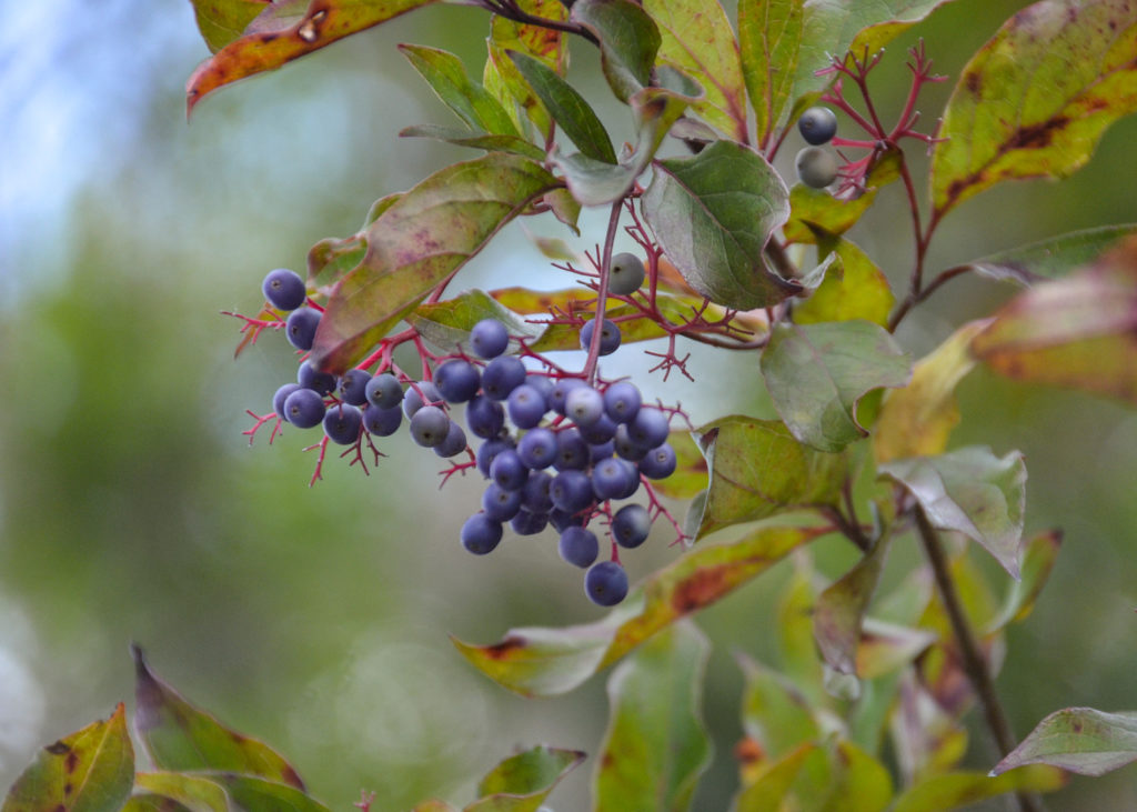 Swamp Dogwood Berries