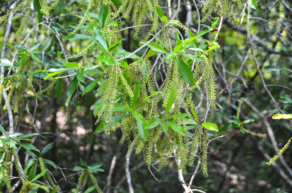 Swamp TiTi - Cyrilla racemiflora