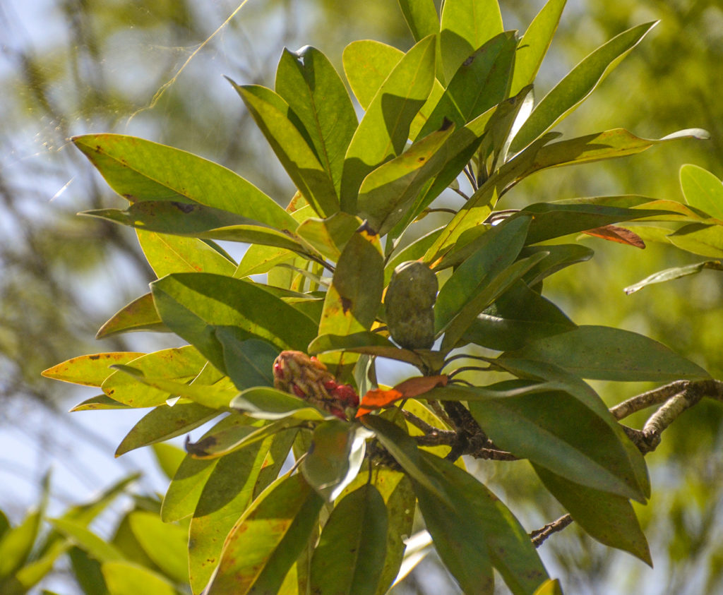 Sweet Bay - Magnolia virginiana - Juniper Creek