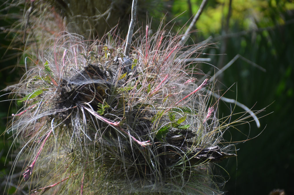 Tillandsia on fallen log - Deep Creek