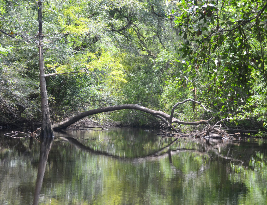 Tree Arch over Black Creek