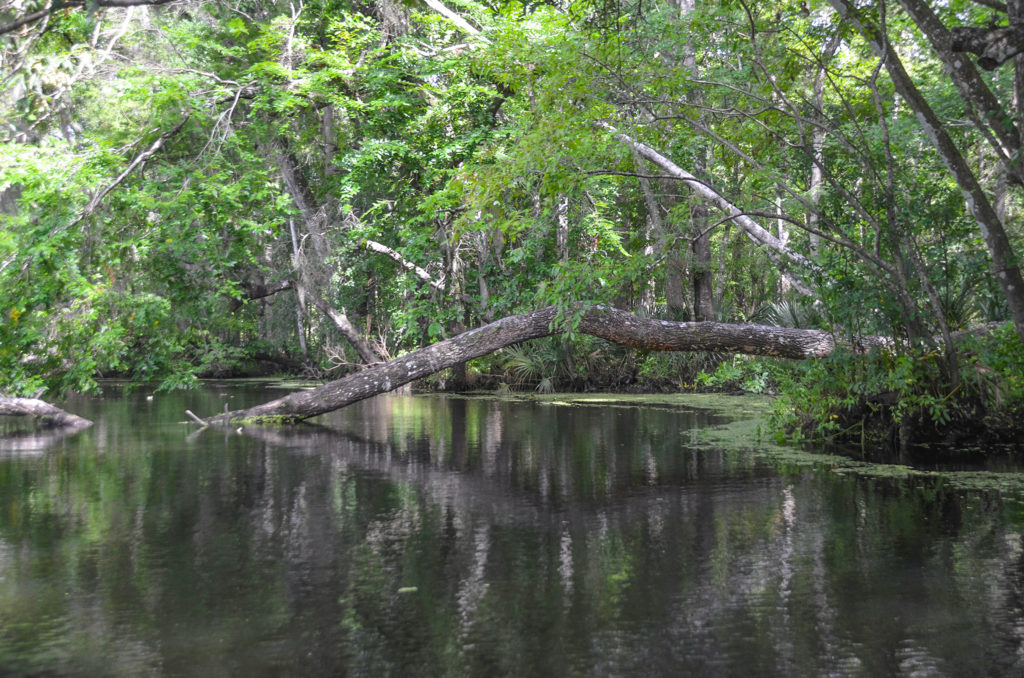 Tree over Deep Creek