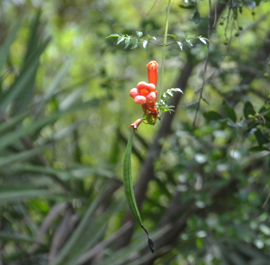 Trumpet Creeper with Seed Pod