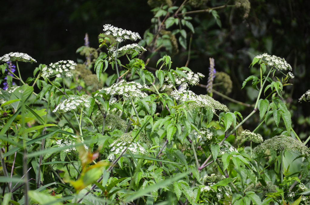 Water Hemlock - Deep Creek