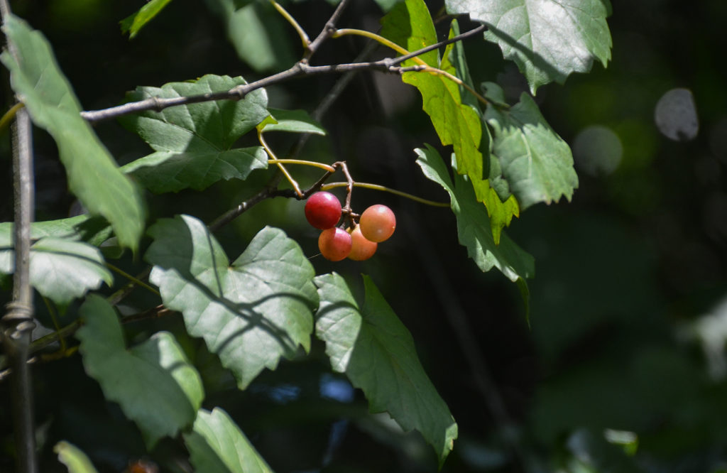 Wild Grapes - North Fork Black Creek