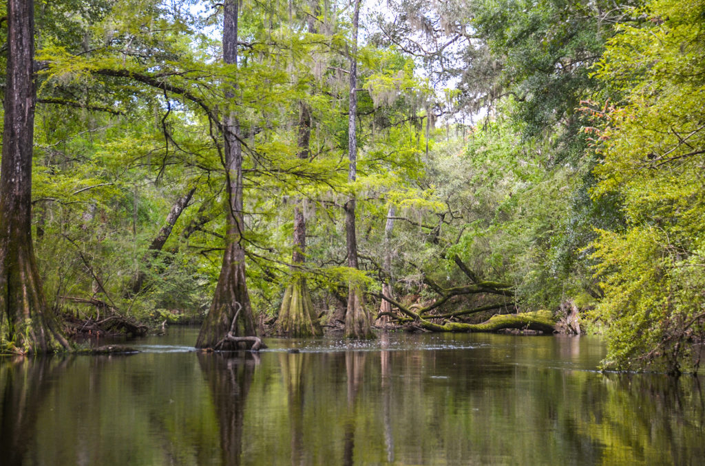 Bald Cypress Trees