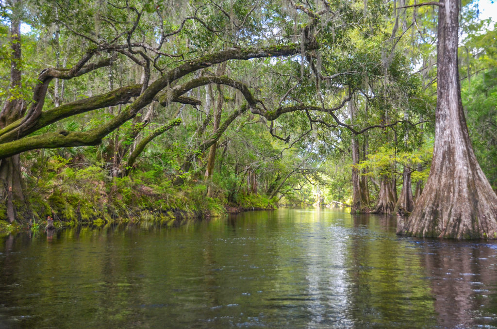 Bald Cypress and River Birch