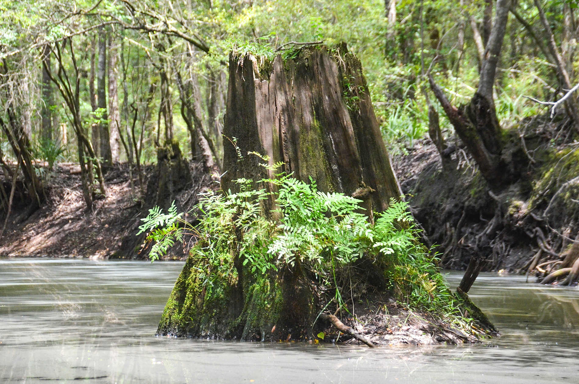 Cypress Stump – Olustee Creek | Florida Paddle Notes