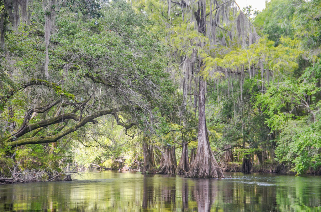 Cypress in the River