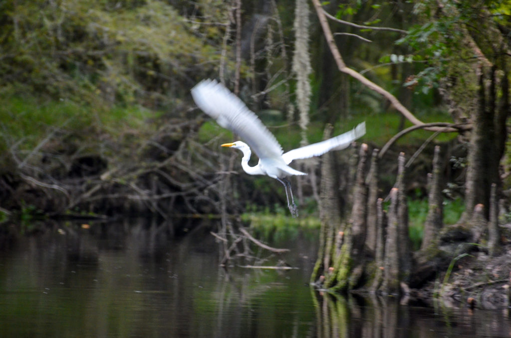 Great Egret takes to flight