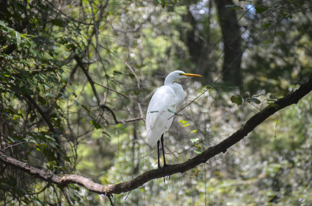 Great White Egret