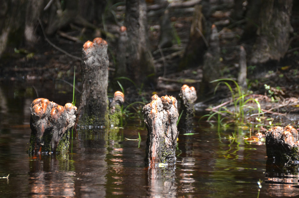 New Growth on Cypress Knees