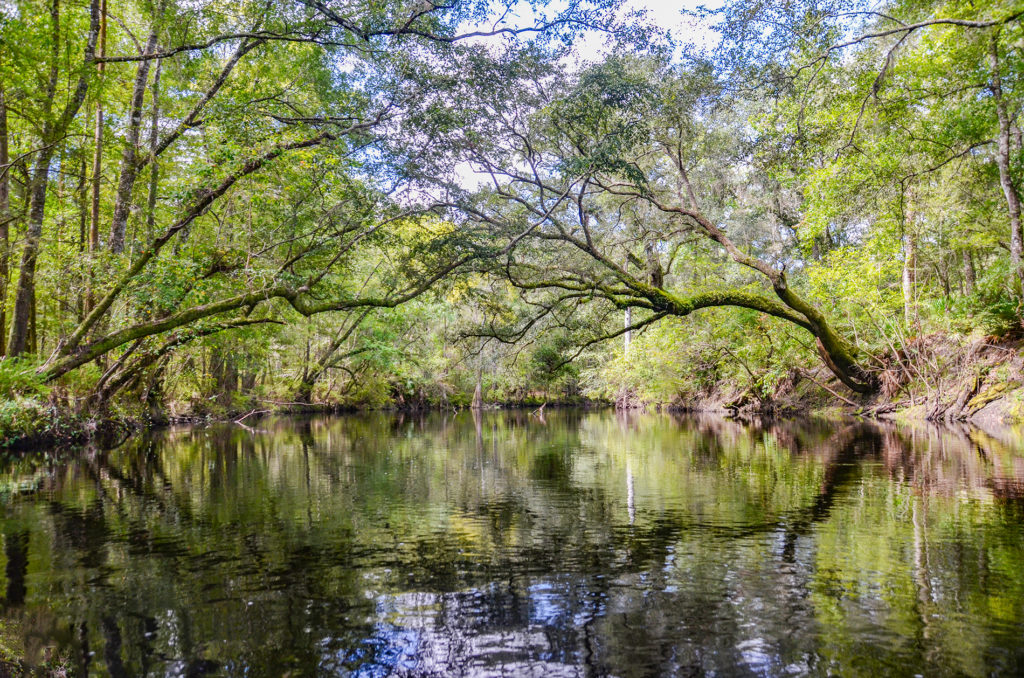 River Birch Canopy