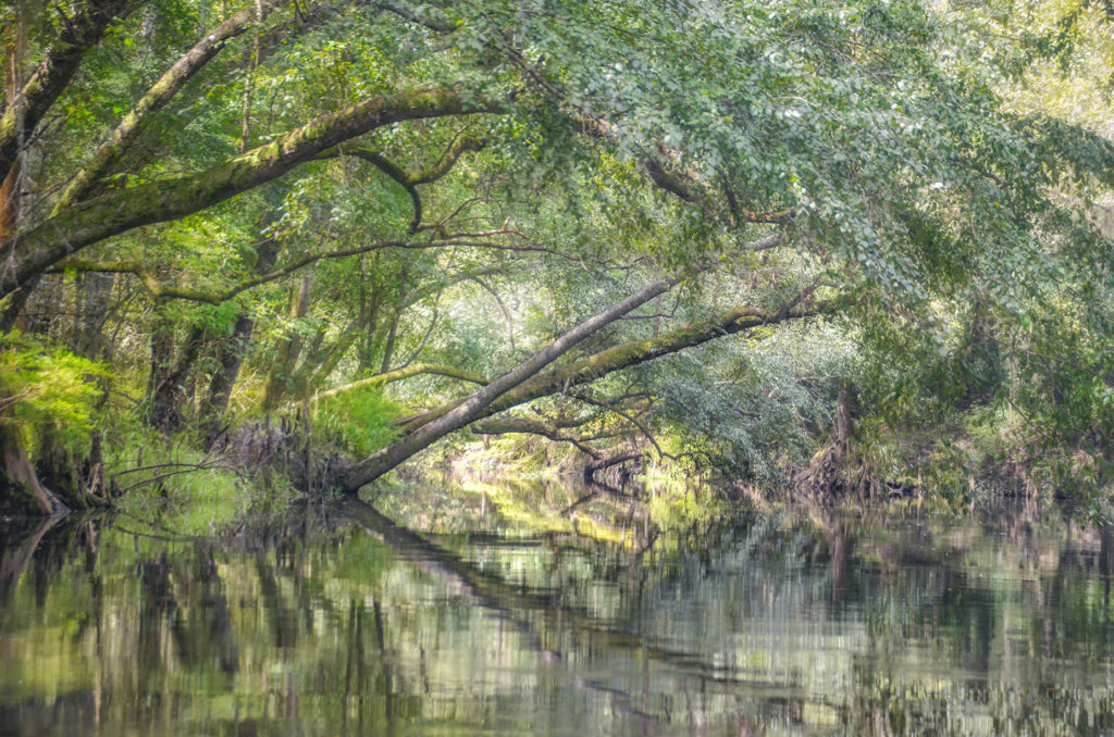 River Birch Overhang