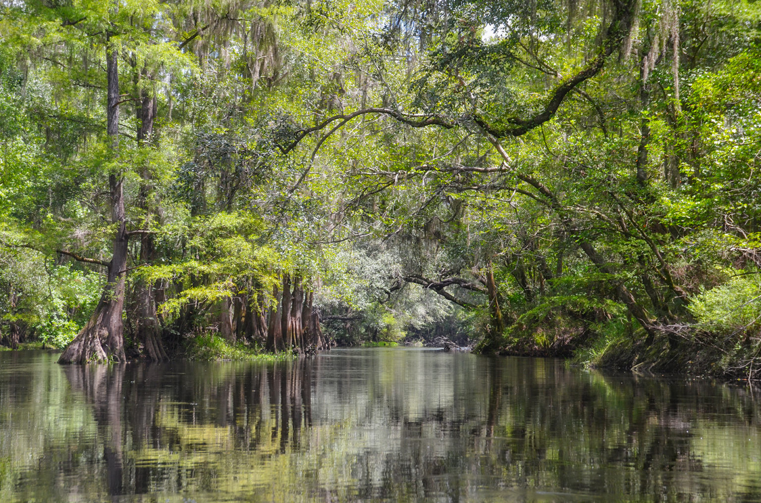 Santa Fe River  Florida Paddle Notes