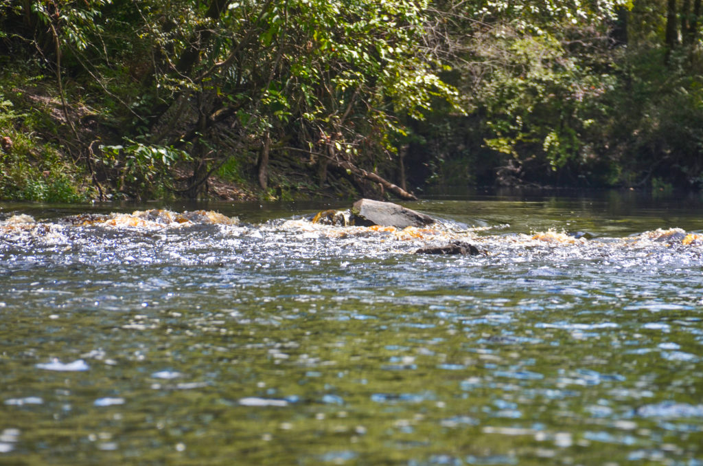 Santa Fe River Shoals