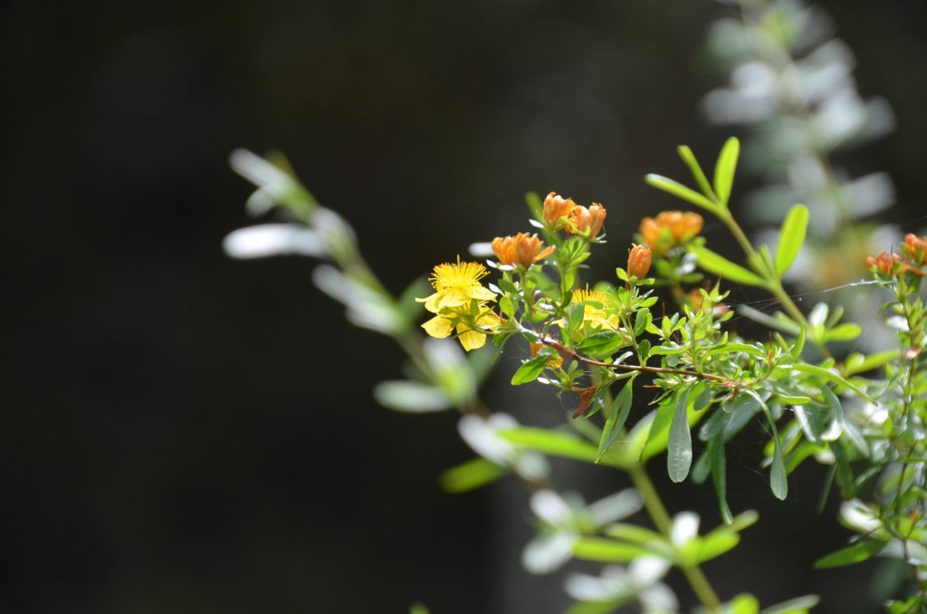 Shrubby St. Johns Wort - Hypericum prolificum