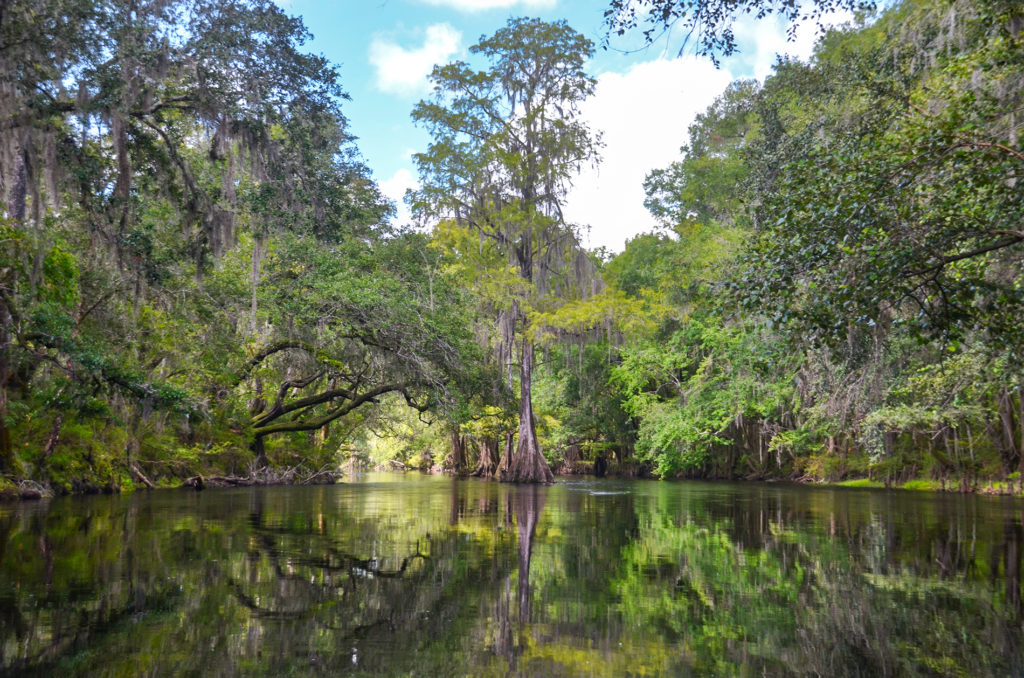 Upper Santa Fe River | Florida Paddle Notes