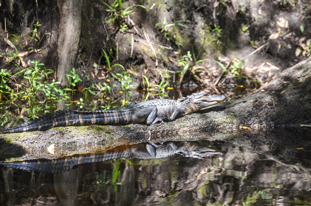 Young Gator near Oleno