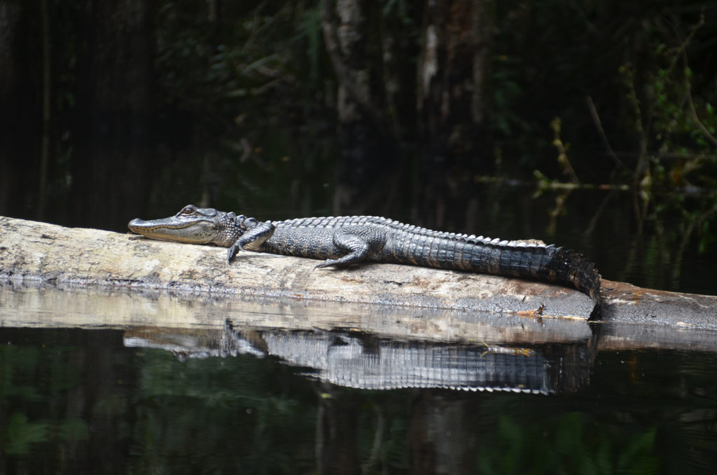 A Young Durbin Creek Gator