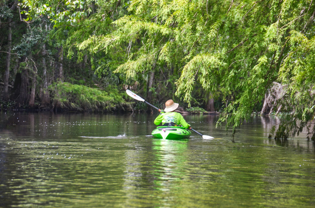 Paddling under a Bald Cypress