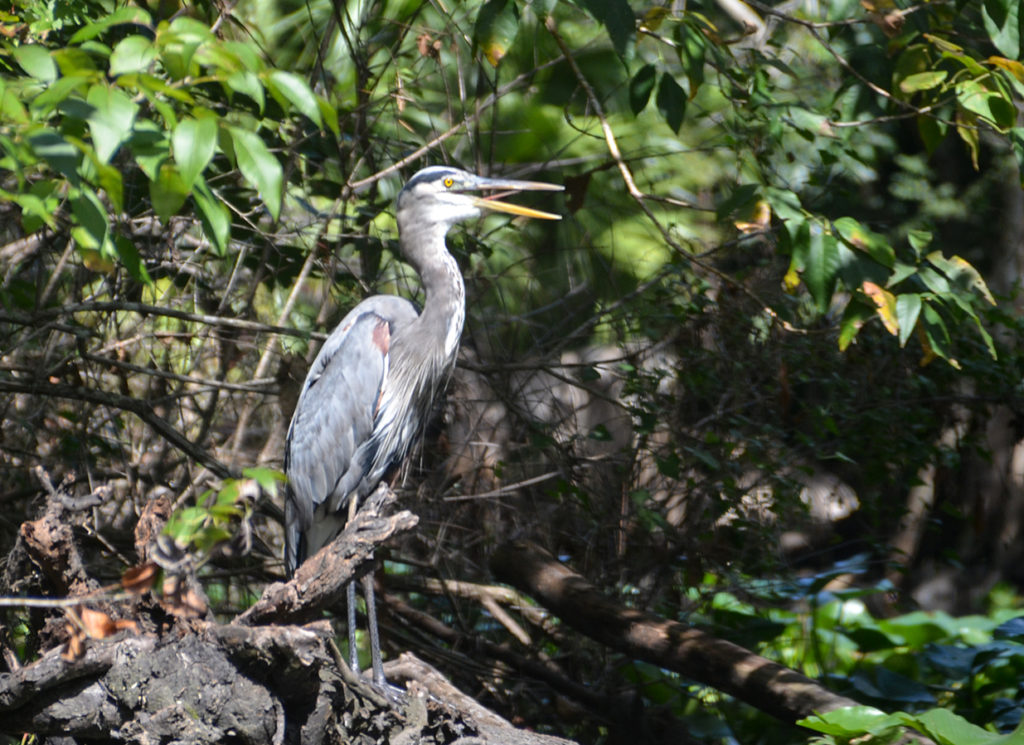 Blue Heron along the Ocklawaha River