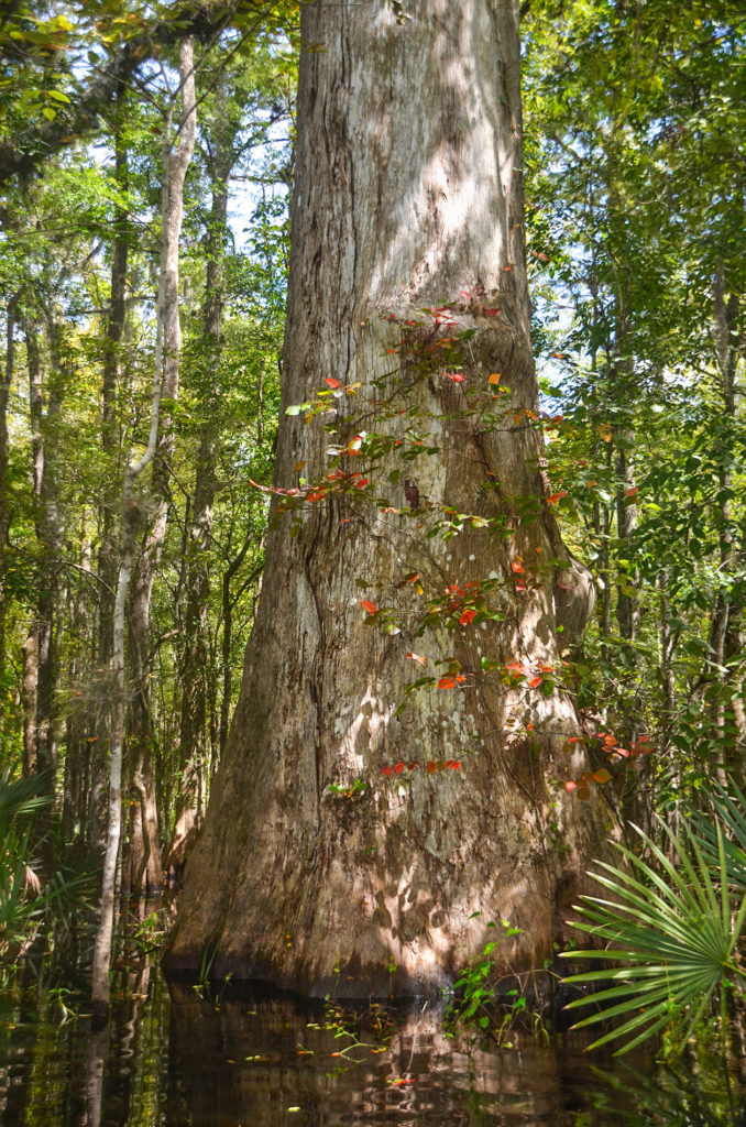 Cypress Tree 10' Diameter at waterline