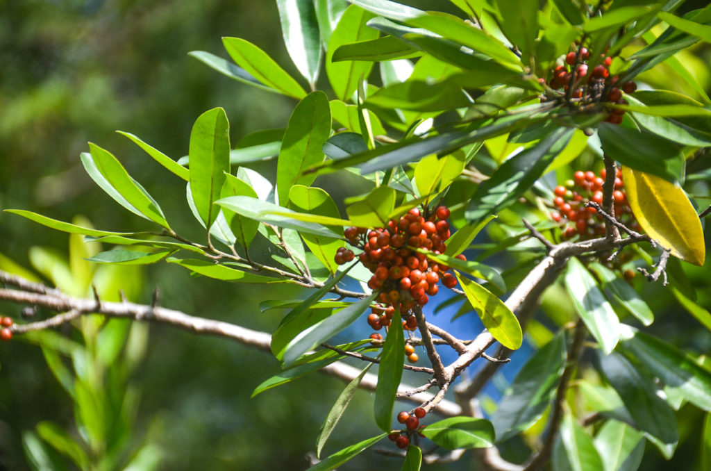 Dahoon Holly - Ocklawaha River