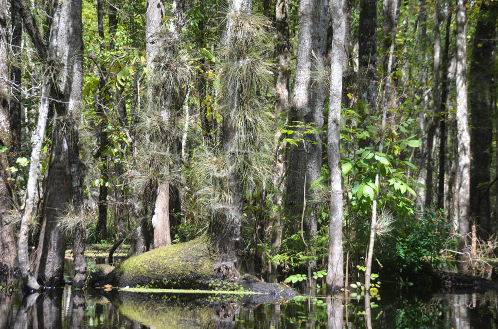 Durbin Creek Tillandsia